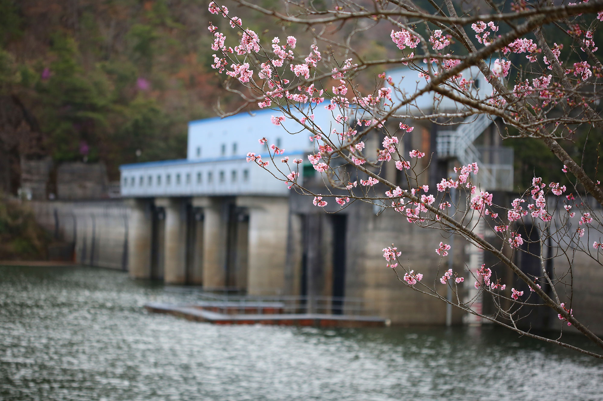 Sakura blooming at Ohno Dam  Park in Miyama