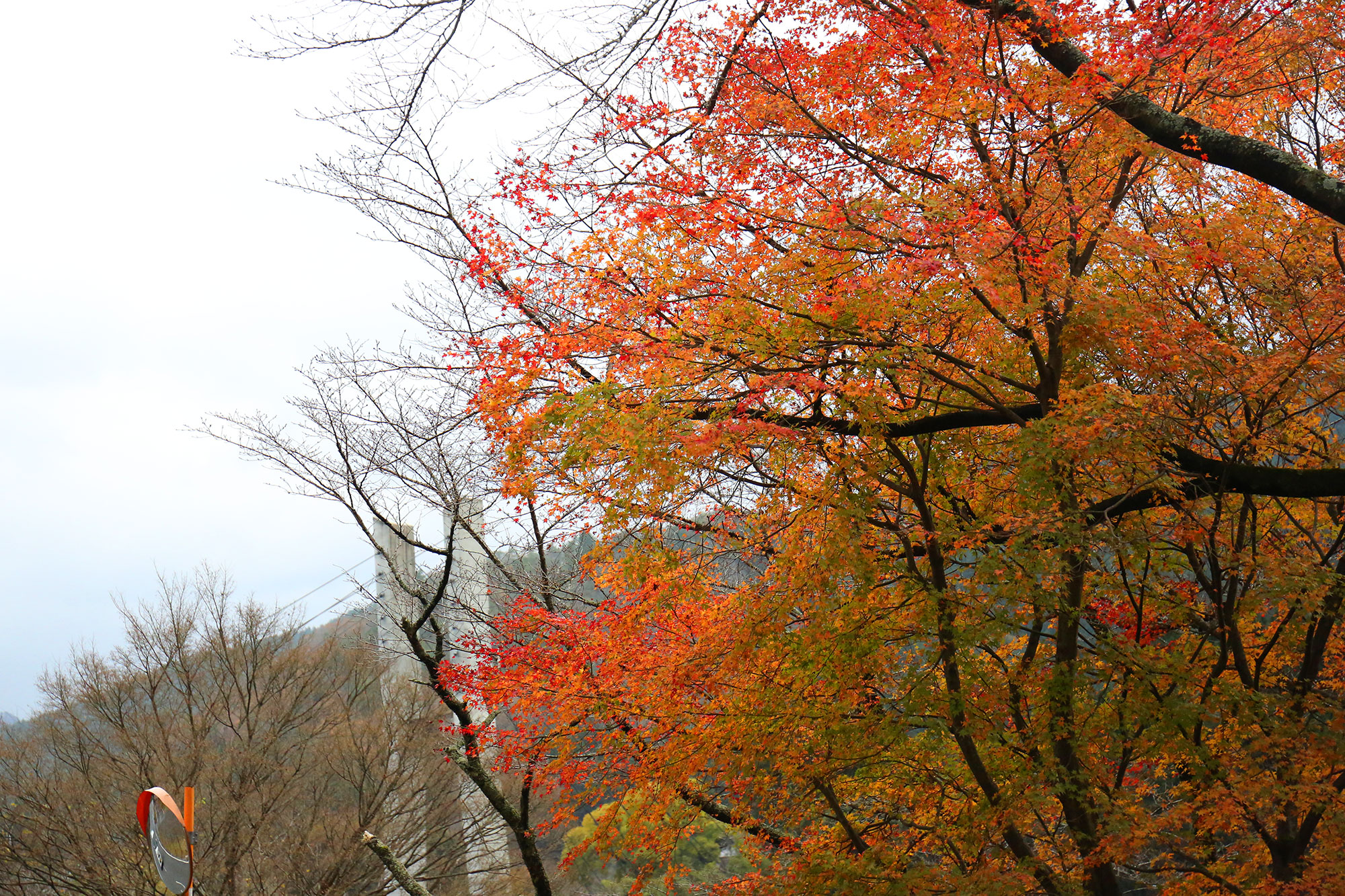 Autumn colored Miyama